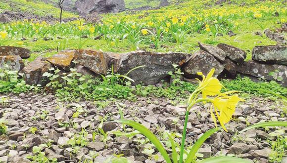 Tomada como símbolo del enorme compromiso de la empresa con el desarrollo sostenible y el cuidado del medio ambiente, la flor de Amancay y su ecosistema renacen en el santuario impulsado por UNACEM.