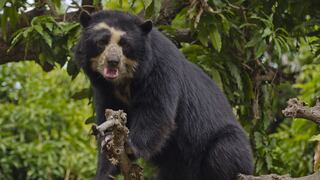 Captan a oso de anteojos en el Santuario de Machu Picchu durante aislamiento social [VIDEO] 