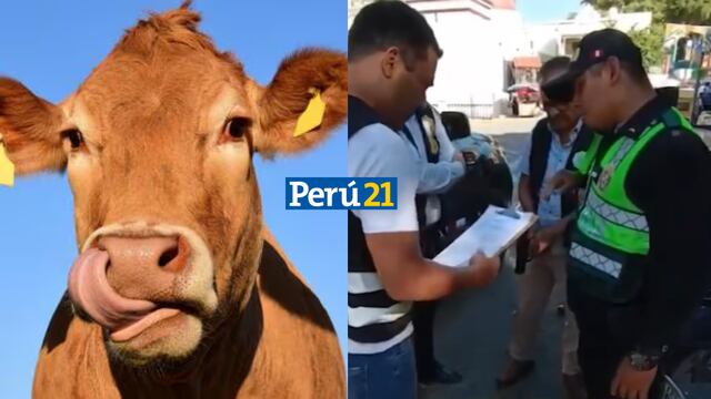 ¡VERGÜENZA! Policías son detenidos por pedir como coima la pierna de una vaca en Piura