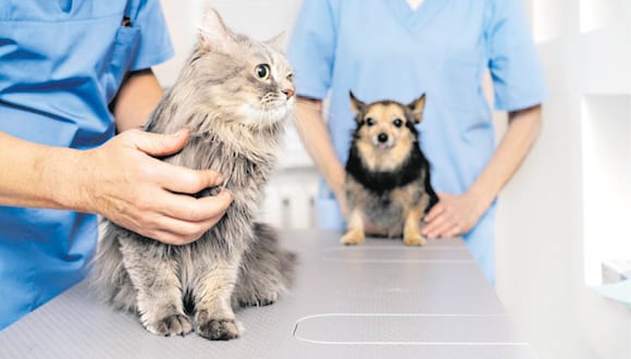 Es importante que verifiques que tu mascota sea tratada por un veterinario colegiado.