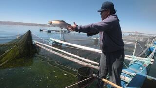 Parásitos causan muerte de peces en el lago Titicaca