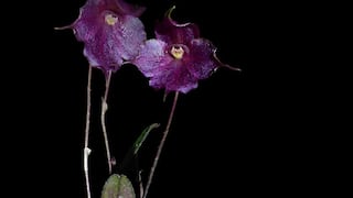 ¡Espectacular! Descubren nueva especie de orquídea en la selva amazónica