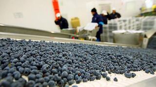 Perú podría convertirse en el primer exportador de arándanos en el 2021