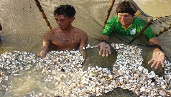 Más de 40,000 alevinos (crías de peces) de gamitana fueron entregados por el ministro del Ambiente, Juan Carlos Castro, a 40 piscicultores de 11 comunidades rurales.