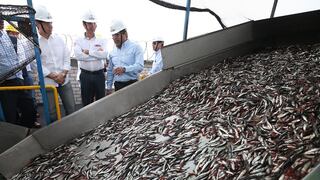 Produce extiende por 10 días más la suspensión de pesca de anchoveta