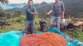 Producción espera que en 2018 se produzcan 90,000 toneladas de café