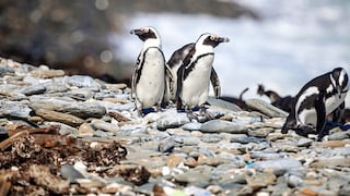 Día Mundial del Pingüino: El Parque de Las Leyendas agasajará a esta bella especie por su día