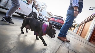 Bellavista: Hombre maltrata brutalmente a su perrito en la calle