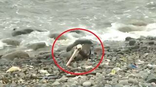 Alerta sanitaria por gripe aviar en Perú: reportan la aparición de pelícanos muertos en playas Punta Hermosa y San Bartolo 