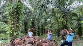 Historias de éxito: Mujeres de Tocache y Pucallpa dejan hoja de coca por cultivo de palma
