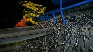 Segunda temporada de pesca de anchovetas termina este sábado 15 de enero