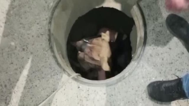 Pasco: ¡Un acto de amor y valentía! Serenos rescatan a perrito que cayó a buzón de desagüe [VIDEO]