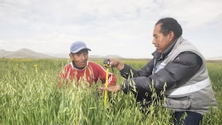 Antapaccay invierte S/ 3.5 millones para comunidades campesinas en beneficio de su agricultura 