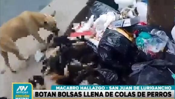 Encuentran colas de perro dentro de bolsas en San Juan de Lurigancho. (Foto: captura)