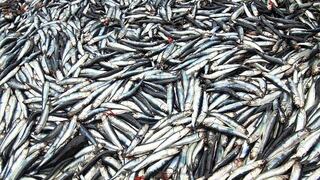 Se fija cuota de 2.1 millones de toneladas para segunda temporada de pesca de anchoveta