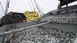 Crisis del sector pesquero ha dejado inoperativo al 69% de plantas de harina de pescado en el sur del Perú
