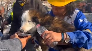 Terremoto en Turquía: Rescatan a perrito que estuvo atrapado bajo los escombros durante 3 semanas 