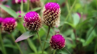 Asombrosa adaptación: Flores simulan olor a cadáver para atraer moscas del desierto