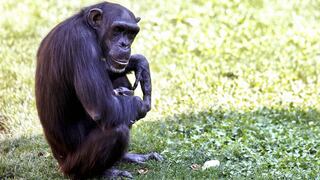 Amor de madre: Chimpancé no puede separarse de su cría que murió hace tres meses