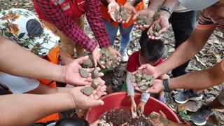 Niños liberan tortugas taricayas y participan en campaña para preservar la biodiversidad