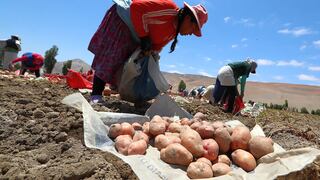 Sector agropecuario crece 8.8% en junio, la cifra más alta en lo que va del año, según Midagri