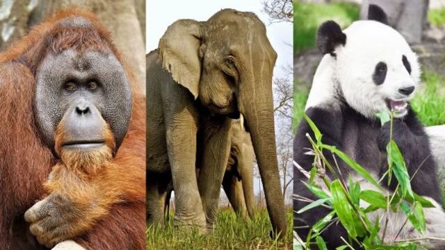 La ‘lista roja’ de las especies en riesgo