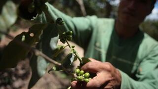 Exportaciones de café crecen 11.9% en nueve países latinoamericanos