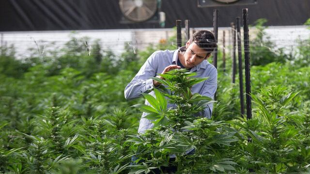 Gigante canadiense prepara abastecimiento de cannabis medicinal en el Perú