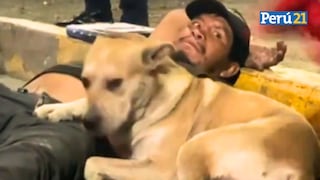 Amor incondicional: Perrito se hace viral tras no abandonar a su dueño que fue atropellado en México 