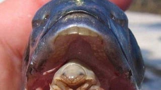 Conoce a la Cymothoa exigua: el bizarro parásito “comelenguas”