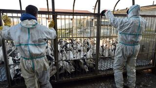 Rusia afirma que detectó primer caso de transmisión de cepa H5N8 de gripe aviar al ser humano 