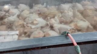 Ate: intervienen avícola donde inflaban pollos con agua para aumentar su peso [FOTOS]
