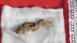 Arequipa: Hallan fósil de dinosaurio
