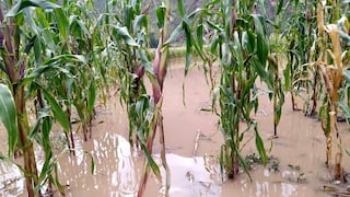 Intensas lluvias provocaron desborde del río Vilcanota e inunda campos de cultivo en Cusco