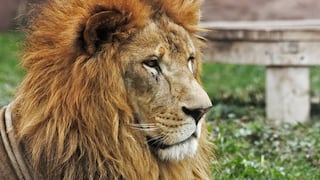 'Sultán', león del Parque de las Leyendas, cumplió años y lo celebró de esta singular manera