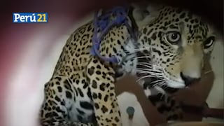 Amor de madre: Ama de casa cuidó a un bebé jaguar por varios días en su casa