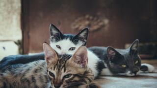 Piden apoyo para construir albergue dedicado al cuidado de gatos que buscan hogar | VIDEO
