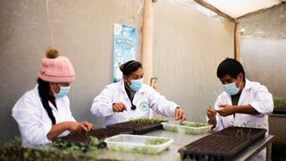 Alrededor de 500 familias productoras de semilla de papa de Huasahuasi mejoraron su producción y calidad 