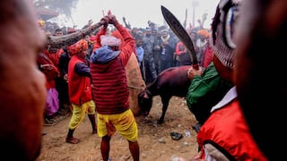 Nepal sacrifica 6.000 búfalos en la mayor matanza ritual de animales del mundo [FOTOS]