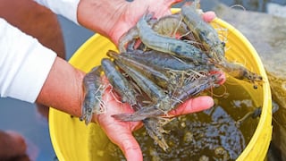 Produce amplía la temporada de pesca del camarón hasta el 4 de enero del 2021