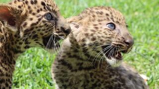 Parque de las Leyendas: Leopardos bebés ya se pueden ver en el recinto
