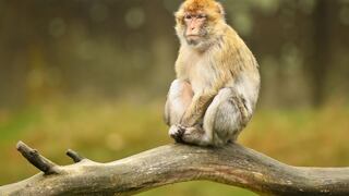 Científicos chinos logran clonar exitosamente a un mono rhesus