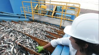 Anchoveta: Produce autorizó segunda temporada de pesca industrial en la zona centro-norte
