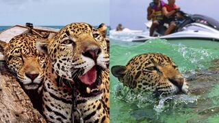 México: Empresas de turismo encadenan a jaguares para que se tomen ‘selfies’ con turistas en Cancún