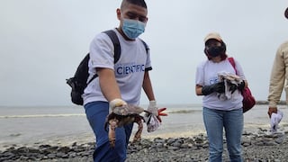 Estudiantes y profesores universitarios colaboran en rescate de especies afectadas por derrame de petróleo
