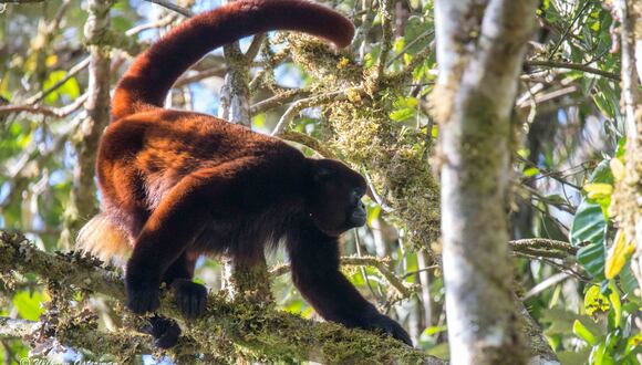 El mono choro de cola amarilla está clasificado como “en peligro crítico”, según la legislación peruana. (Foto:Difusión).