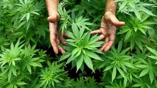Cannabis para el desarrollo