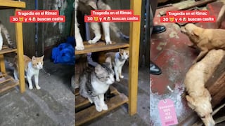 Piden ayuda para 30 gatos y 4 perros que quedaron desamparados tras muerte de su dueño en el Rímac [VIDEO]