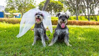 Realizarán primera boda simbólica de perros en club Huiracocha por San Valentín