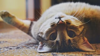 Una gata asombra a miles en las redes por ser capaz de entrar a cualquier habitación 